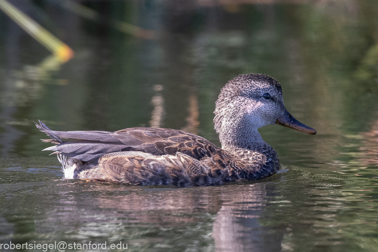 emily renzel wetlands